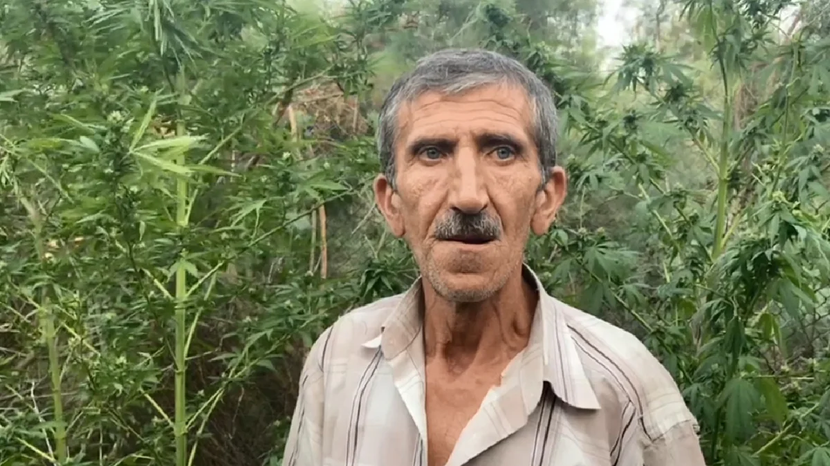 Kür çayının sahilində narkotik yetişdirən üç nəfər saxlanılıb