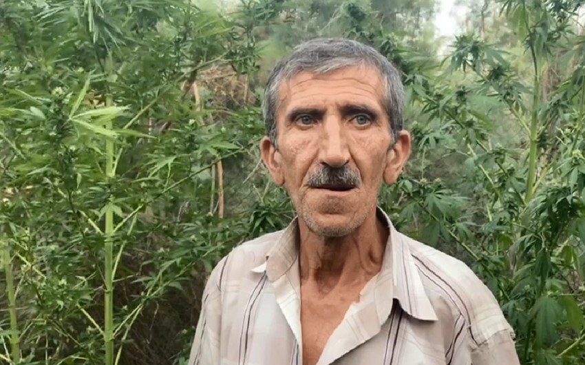 Kür çayının sahilində narkotik yetişdirən üç nəfər saxlanılıb