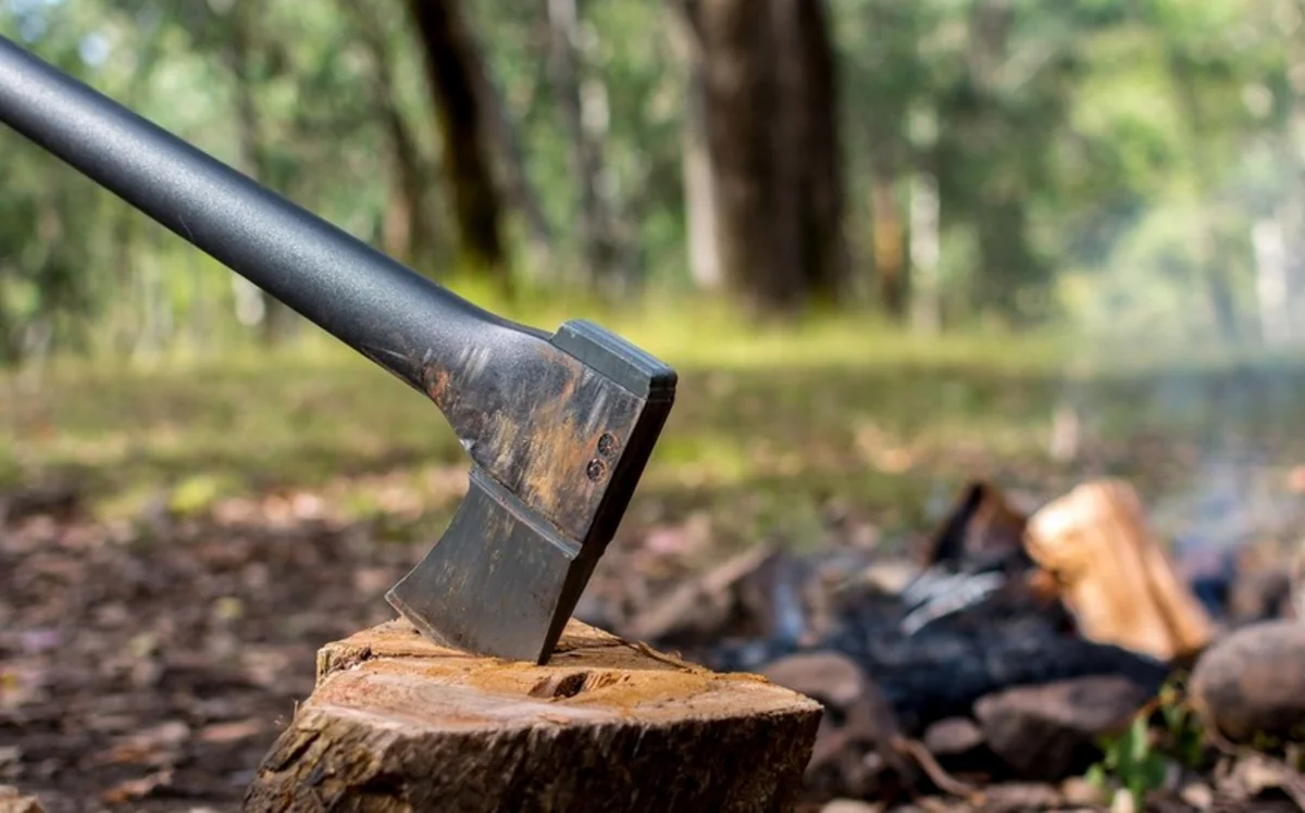 Bakıda üzüm kollarının kəsilməsi ilə bağlı cinayət işi açılıb