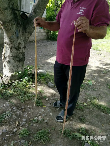 Ağdamda ilanlar evlərə hücum edib - FOTO