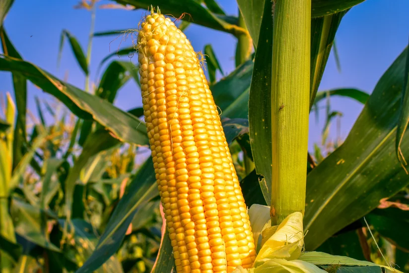 Azerbaijan posts 59% growth in corn imports