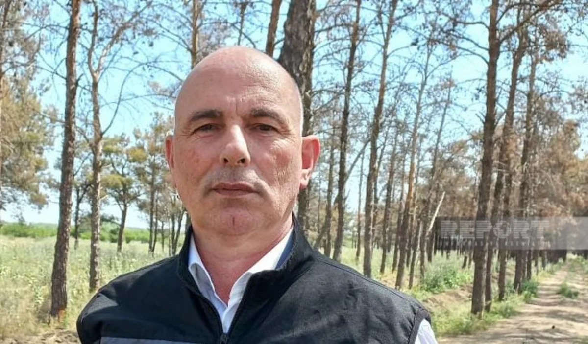ETSN rəsmisi: Qurumuş Eldar şamlarının yerinə yeni ağaclar əkilir