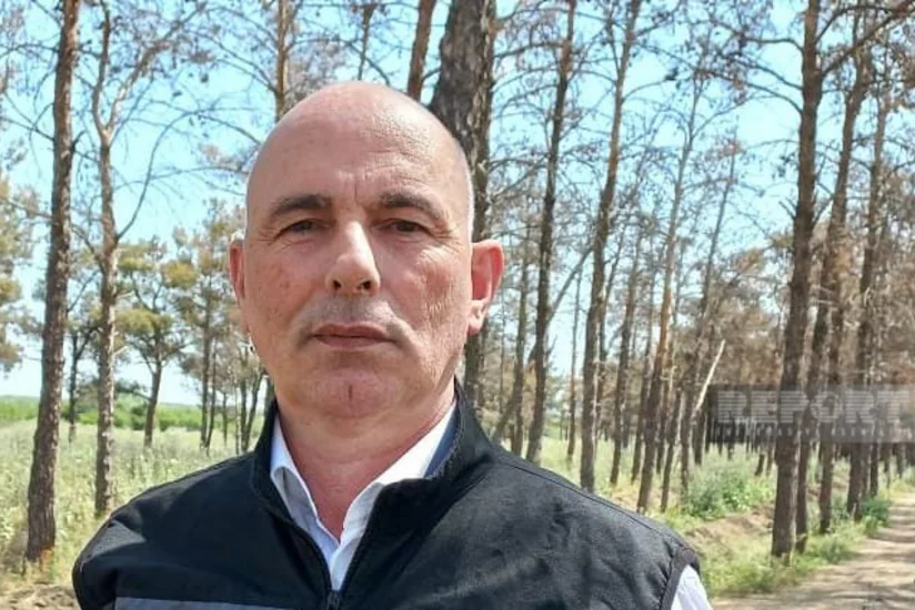 Представитель МЭПР: На месте высохших эльдарских сосен высаживают новые деревья