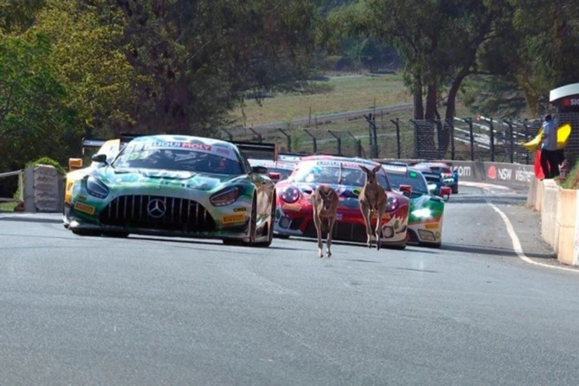 Avstraliyada maşın yarışmasının məşqi kenqurulara görə dayandırılıb - VİDEO