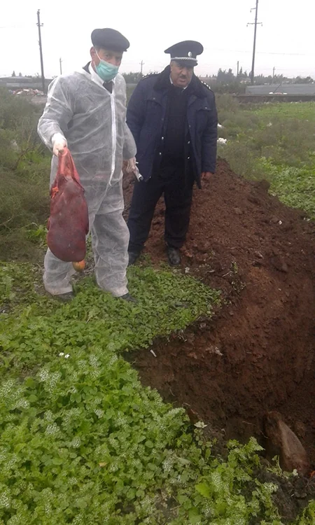 Cəlilabadda oqoniya vəziyyətində kəsilən heyvan cəmdəyi zərərsizləşdirilib - FOTO