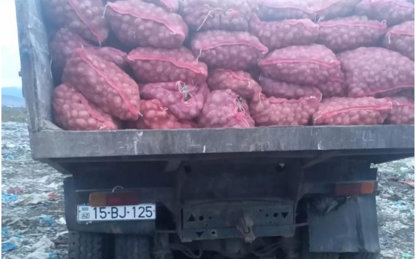 Toxumluq kartof məhsulunda karantin tətbiq edilən orqanizm aşkarlanıb