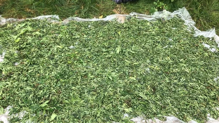 Masallı sakini külli miqdarda narkotiklə Balakəndə tutulub