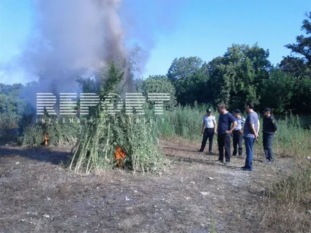 Qaxda 3 250 kq narkotik bitki yandırılaraq məhv edilib