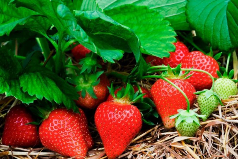 Bəşir Quliyev: Azərbaycan istehsalı olan çiyələklərin ixrac potensialı artacaq