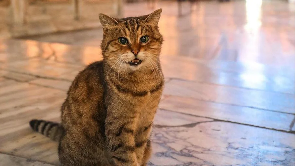 В Стамбуле умерла знаменитая кошка Айя Софии Гли