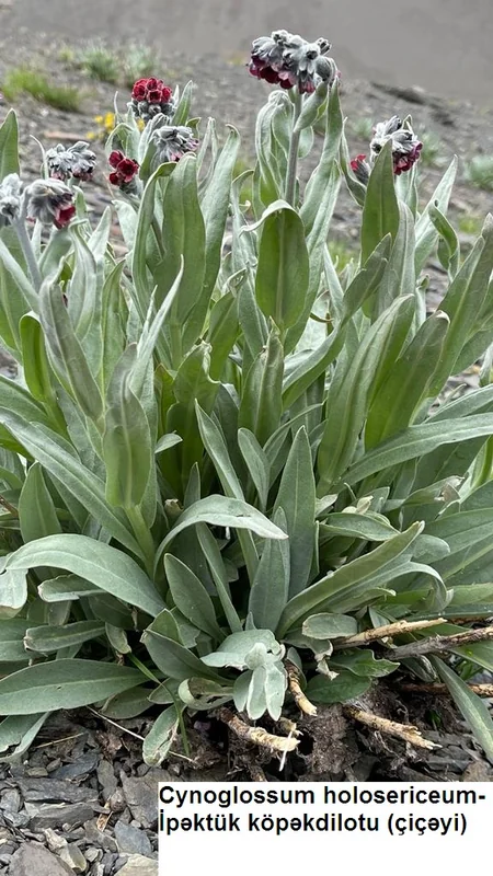 Quba və Qusarda nadir bitki növləri tədqiq edilib