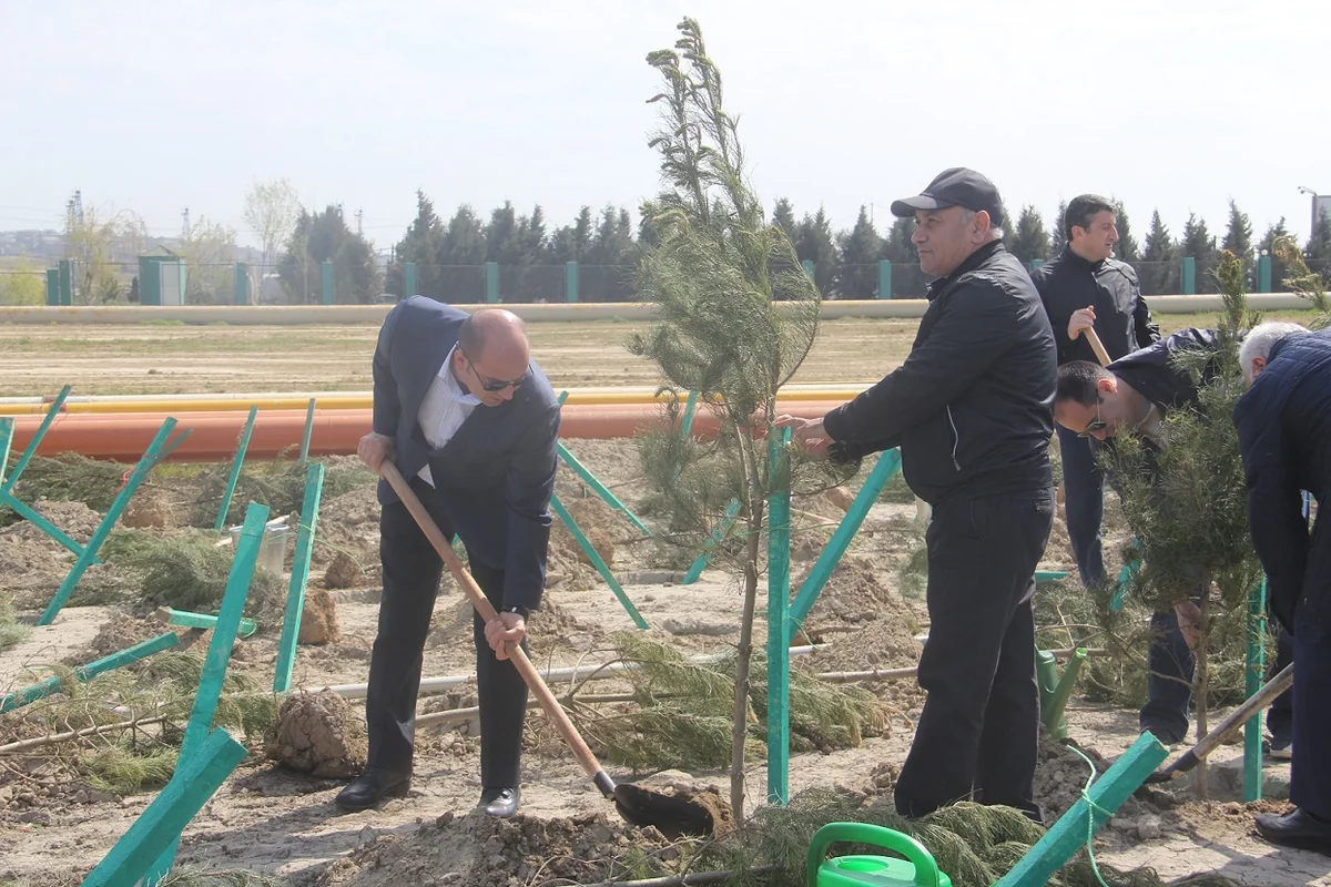 Balaxanı tullantı poliqonunda 1000 ədəd ağac əkilib - FOTO