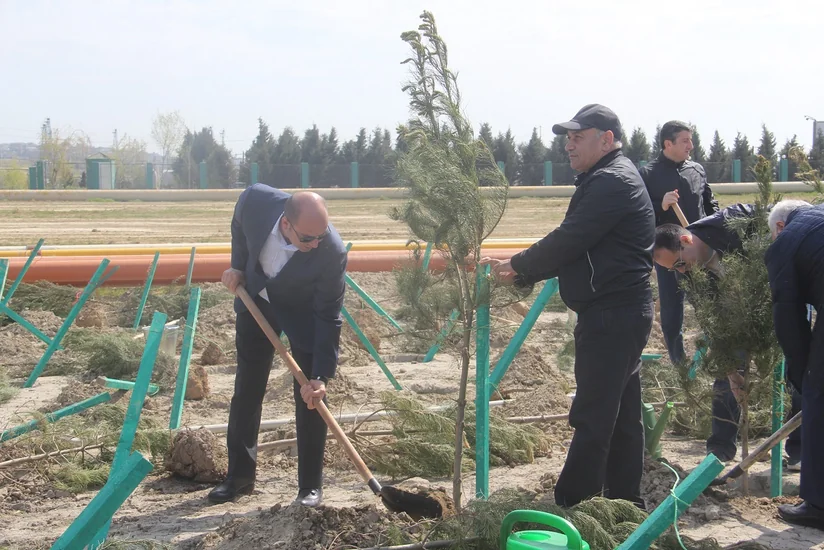 Balaxanı tullantı poliqonunda 1000 ədəd ağac əkilib - FOTO