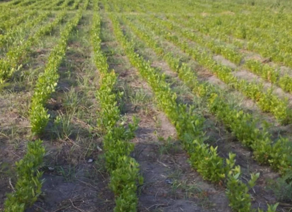 Azad edilmiş ərazilərdə 46 hektar sahədə ağac əkilib, 3150 kq toxum səpilib