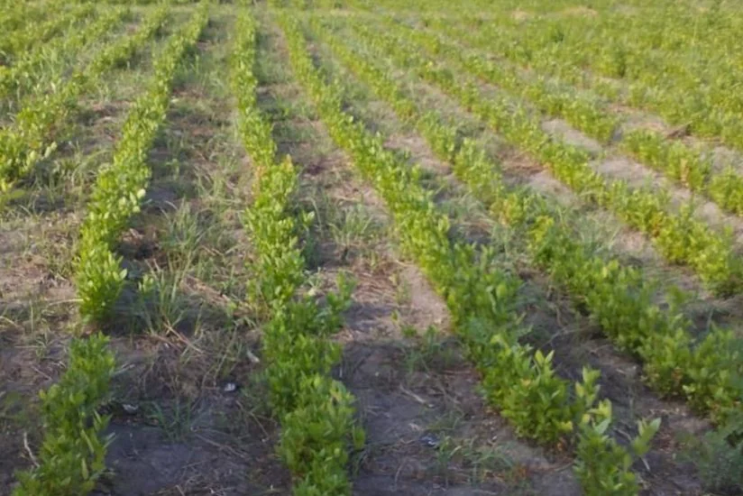 Azad edilmiş ərazilərdə 46 hektar sahədə ağac əkilib, 3150 kq toxum səpilib