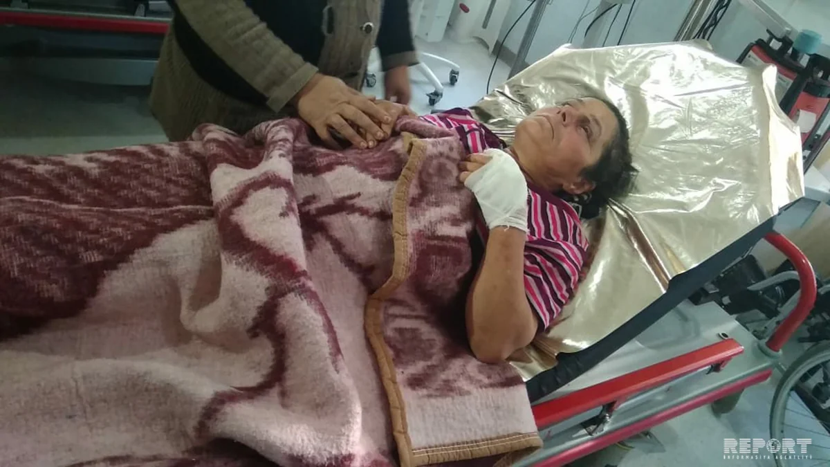 Lənkəranda yırtıcı heyvanlar sakinlərə hücum edib, 4 nəfər yaralanıb - FOTO - YENİLƏNİB