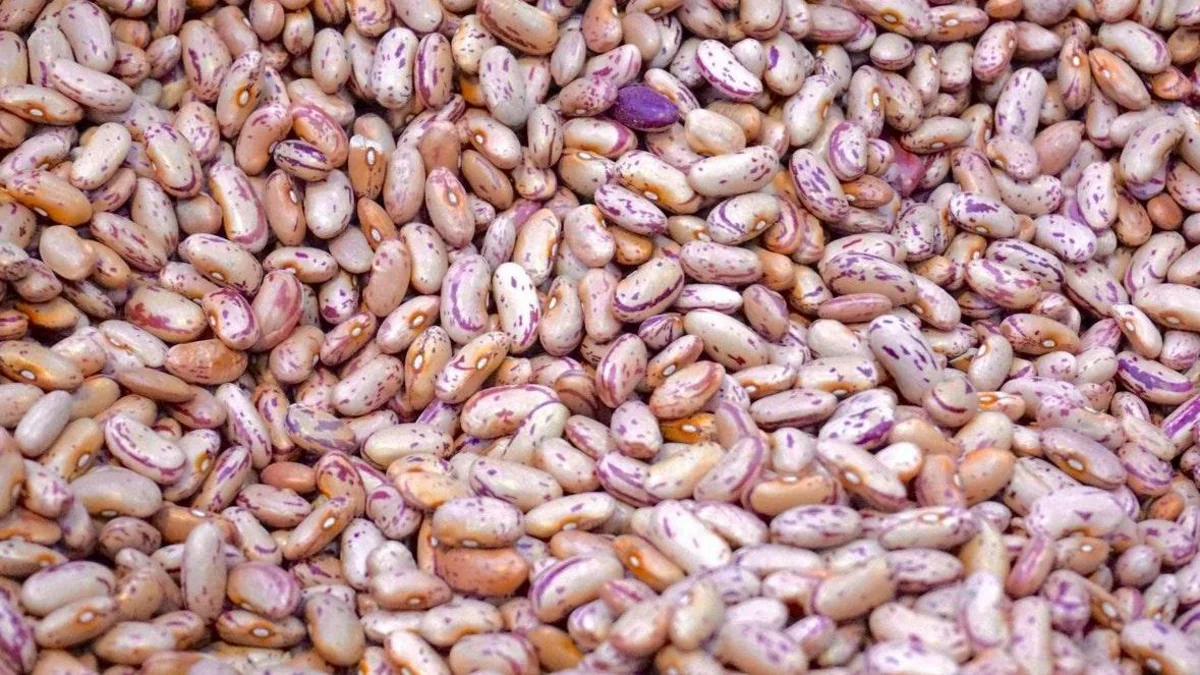Azerbaijan’s bean imports from Madagascar soar