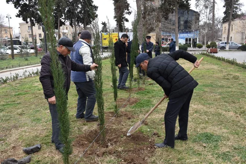 В Имишли проведена акция по посадке деревьев