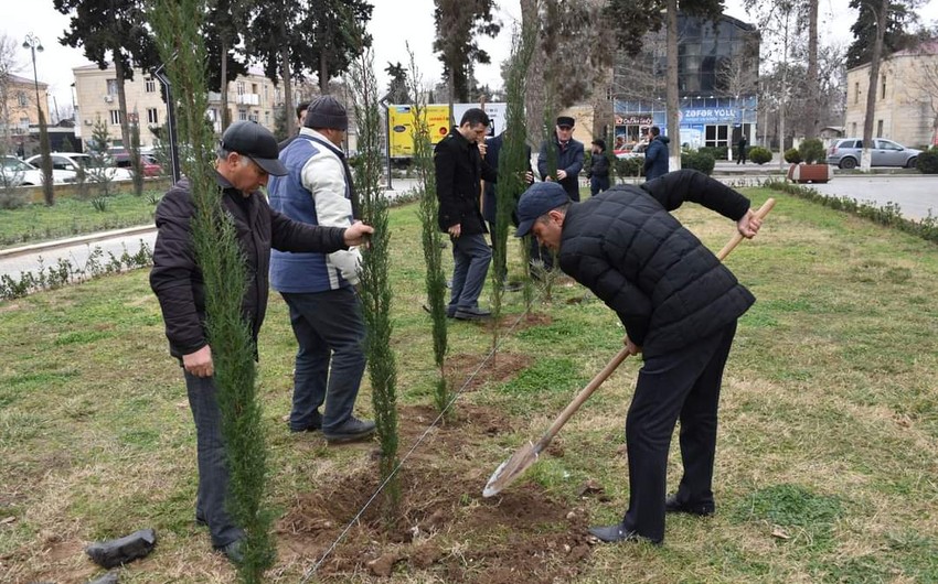 İmişlidə Yaşıl dünya naminə həmrəylik ili çərçivəsində ağacəkmə aksiyası keçirilib