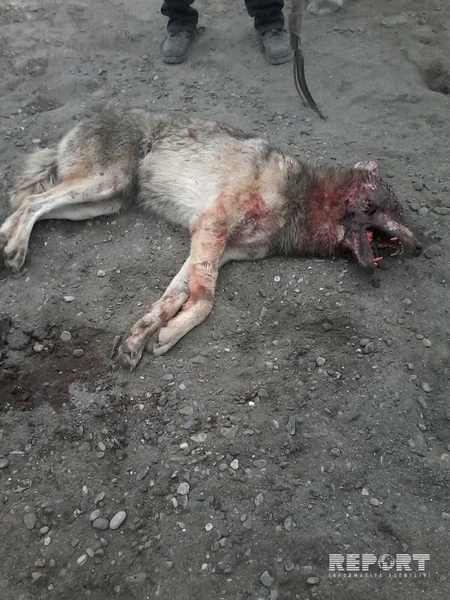 ​Mingəçevirdə canavar gənc oğlanı ağır yaralayıb