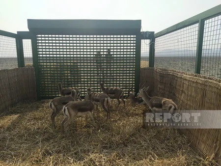 Acınohur düzünə növbəti dəfə ceyranlar buraxılıb