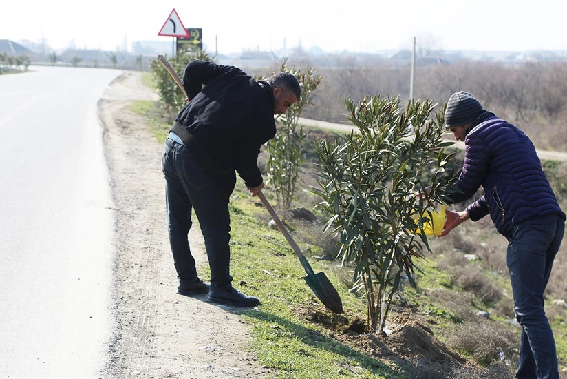 В Сабирабаде в рамках Года Конституции и суверенитета прошла очередная акция по посадке деревьев