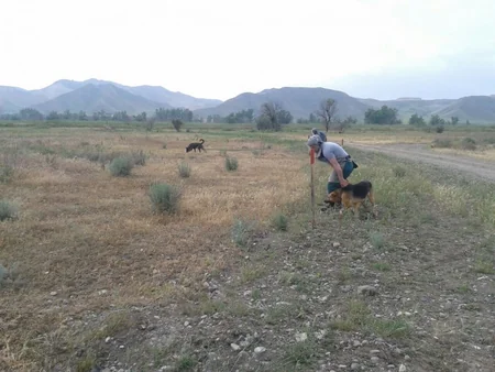 Cocuq Mərcanlıda 1362 qəlpə aşkarlanıb