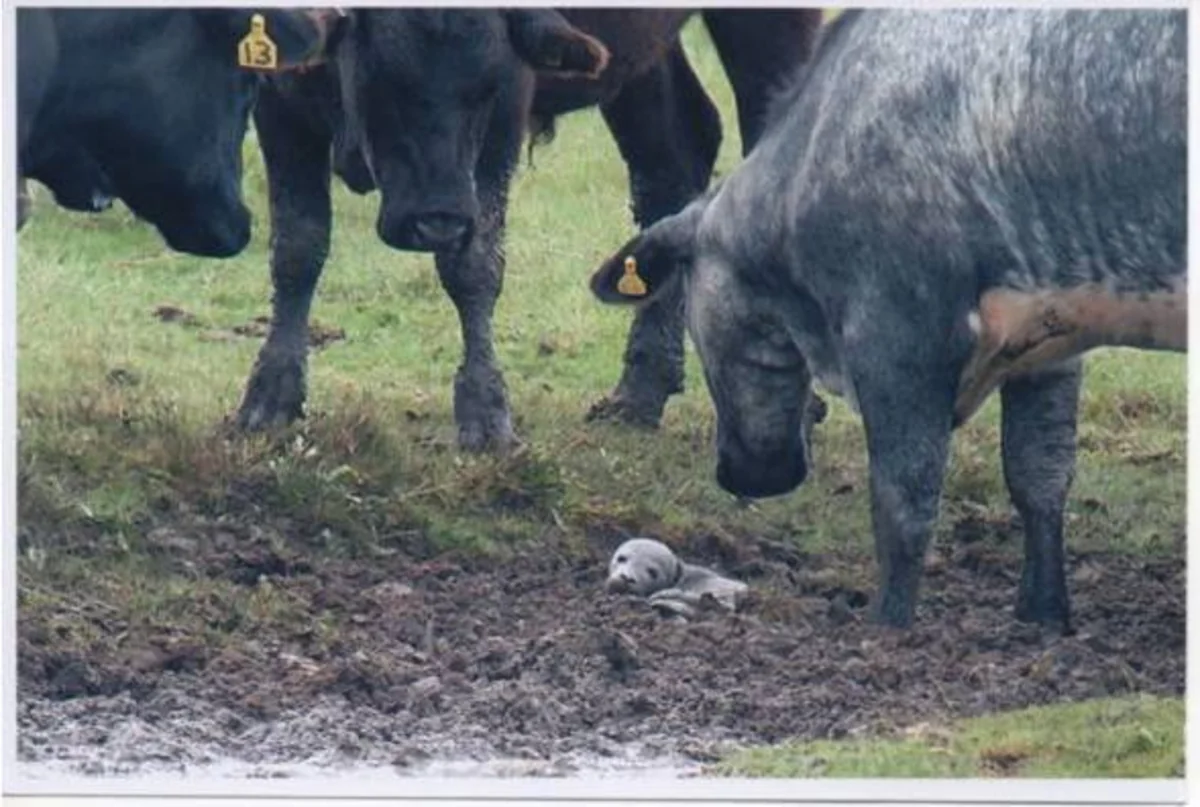 5 day-old baby seal stuck in mud rescued by cows in England