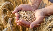 Импорт пшеницы в Азербайджан увеличился более чем на 55%