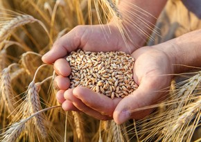 Azerbaijan's wheat imports increased by over 55%