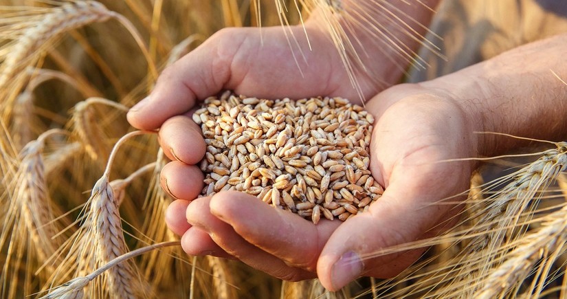 Azerbaijan's wheat imports increased by over 55%
