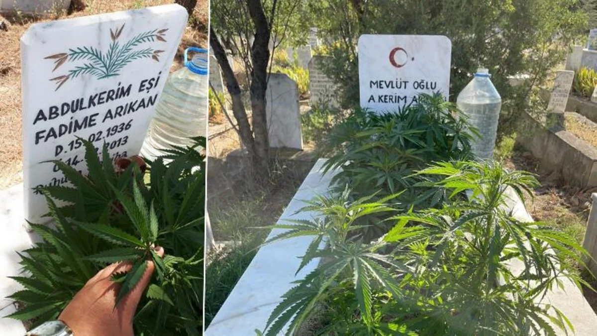 В Турции мужчина вырастил коноплю на могиле родственников