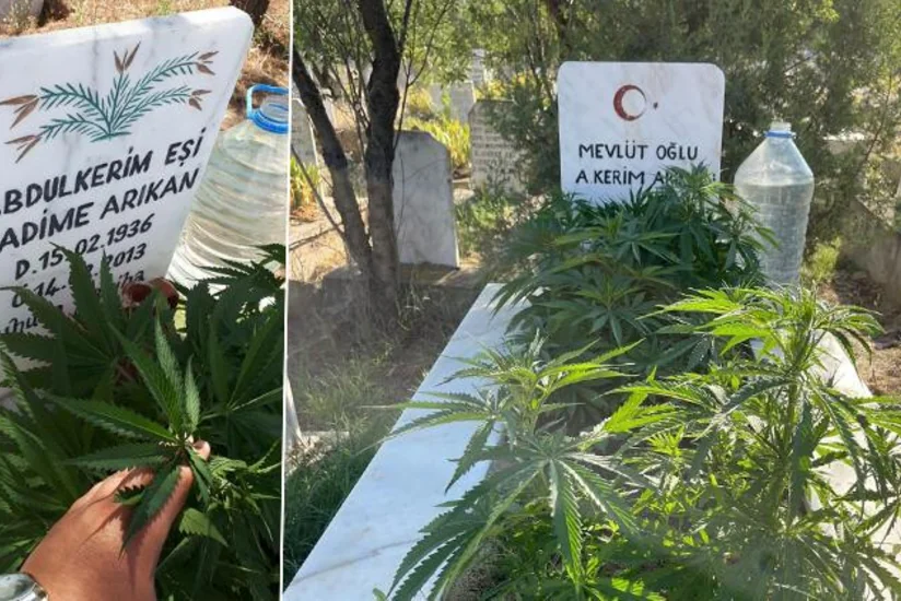 В Турции мужчина вырастил коноплю на могиле родственников