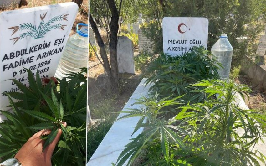 Gənc oğlan nənə və babasının məzarında çətənə əkib - FOTO