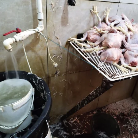 Lənkəranda antisanitar şəraitdə işləyən toyuq sexi aşkarlanıb