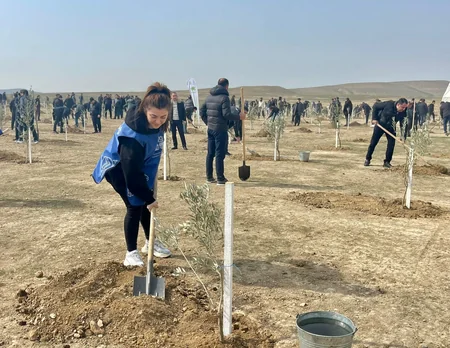 Heydər Əliyevin yubileyi ilə əlaqədar ağacəkmə aksiyası keçirilib
