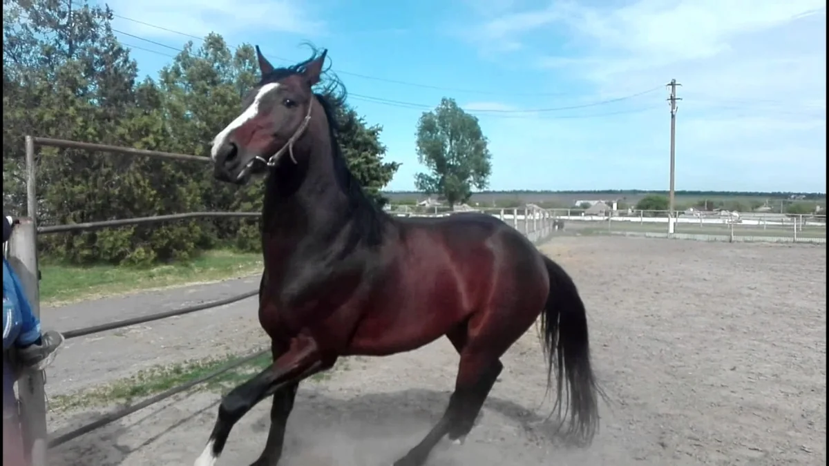 В Барде лошадь ударила подростка