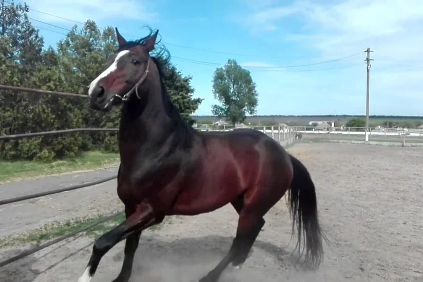 В Барде лошадь ударила подростка