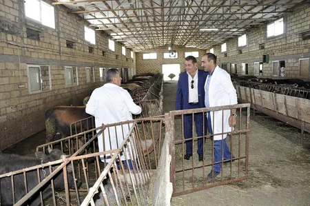 Dövlət Baytarlıq Xidmətinin rəisi Ucar və Samuxda profilaktiki peyvəndləmə işləri ilə tanış olub