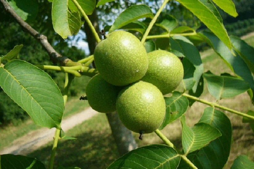 Bu il Azərbaycanda 10 min hektar ərazidə yeni qoz bağları salınacaq