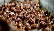 Мексика приостановила импорт птицы из Бразилии из-за вспышки птичьего гриппа