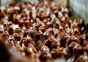 Мексика приостановила импорт птицы из Бразилии из-за вспышки птичьего гриппа