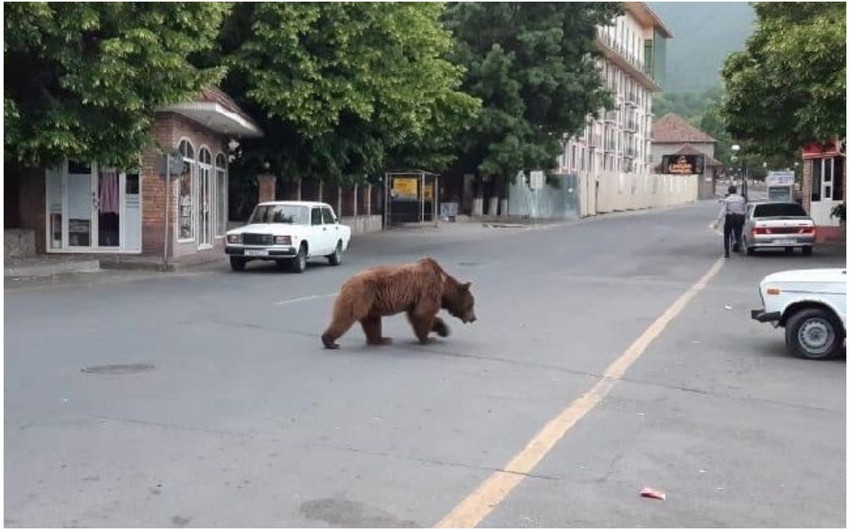 Bu Mərkəzdə saxlanılan ayının gözləri görmür... - REPORTAJ