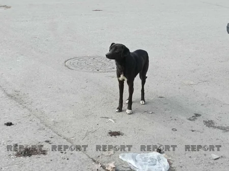 Xaçmazda 350 nəfərə yaxın şəxs sahibsiz itlərin hücumuna məruz qalıb