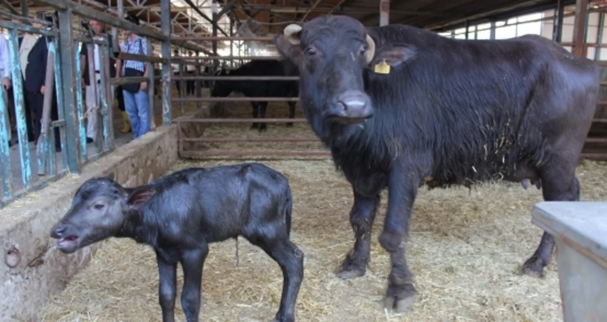 Bərdədə camış sahibini ölümcül yaralayıb