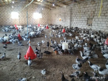 Bərdədə quşçuluq təsərrüfatında ev quşları kütləvi tələf olub - FOTO