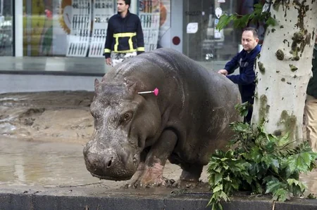 ​Tbilisidə zoopark dağılıb, heyvanlar şəhər küçələrinə axışıb - FOTO