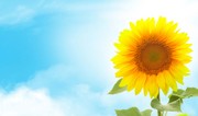 Sabah Bakıda havanın temperaturu 25 dərəcəyədək yüksələcək