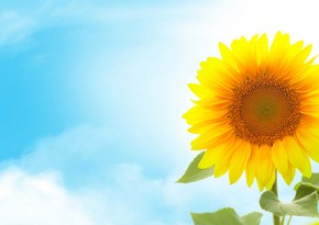 Sabah Bakıda havanın temperaturu 25 dərəcəyədək yüksələcək