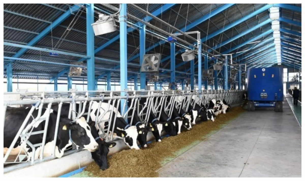 Azərbaycan Küveyt və İrandan yem idxal etməyə başlayıb